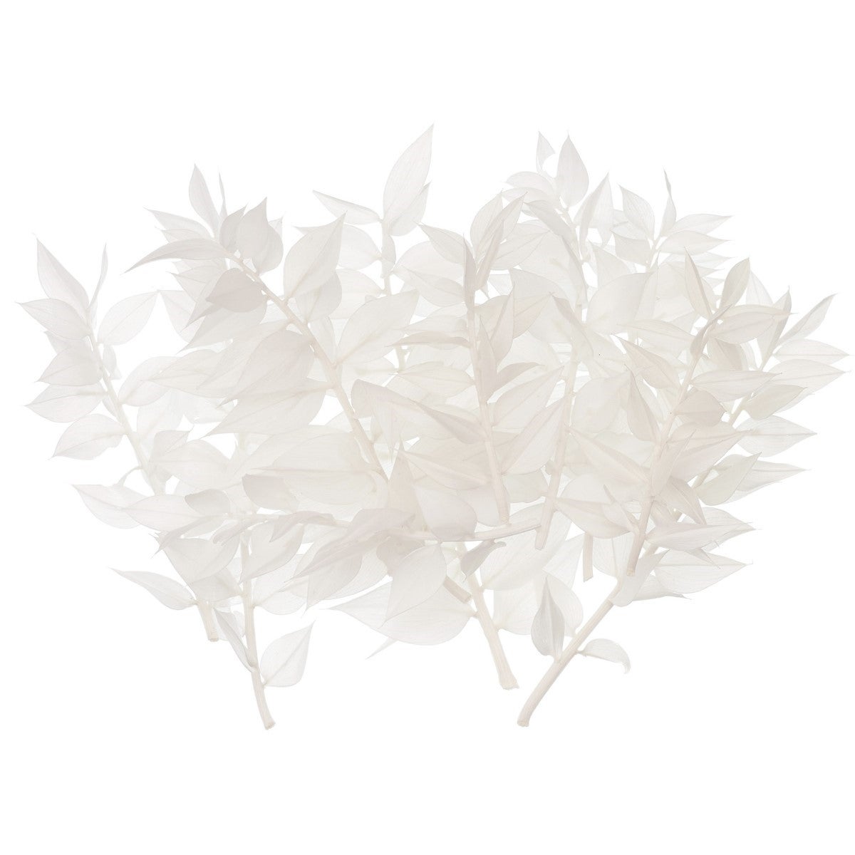 The Baked Studio Dried Flower Box - Ruscus - Wit