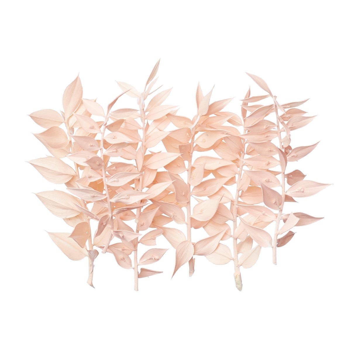 The Baked Studio Dried Flower Box - Ruscus - Licht Roze