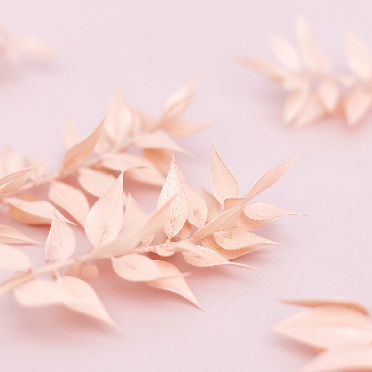 The Baked Studio Dried Flower Box - Ruscus - Licht Roze
